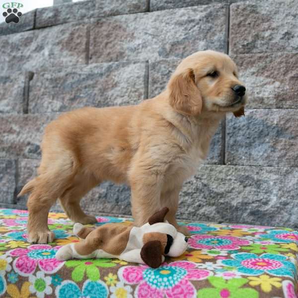 Wendy, Golden Retriever Puppy
